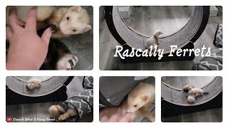 Rascally Ferrets [upl. by Eecrad808]