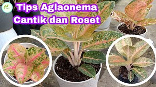 TIPS AGLAONEMA CANTIK DAN ROSET ROSESETT SALAH SATU SENI BERAGLAONEMA ala Bang yopiofficial8828 [upl. by Ardnuassac]