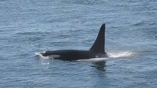 Watching Orcas at Lime Kiln Point State Park San Juan Island [upl. by Nairde558]