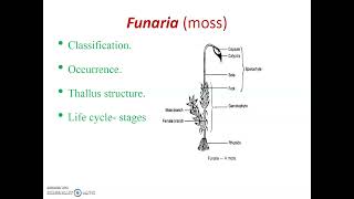 Funaria moss classification and structure [upl. by Nner]