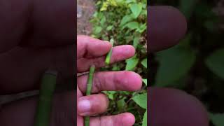 Horsetail plant  shortvideo youtubeshorts trendingshorts viral shorts [upl. by Mylor27]