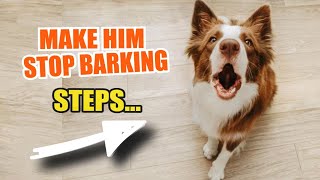 ¿WHY does my DOG ​​BARK a Lot 🐶🤦‍♂️ ¿What Should I Do [upl. by Enelrad]