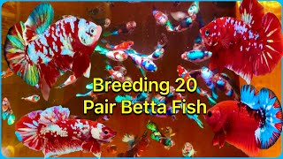 Breeding 20 Pair Betta Fish Koi MulticlorKoi Red GalaxyMarble DotDumbo  Betta Sumo VietNam [upl. by Reffotsirhc]