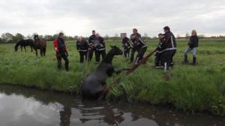 Woerden TV  Paard te water [upl. by Clabo]