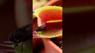 Fly To Slow For VENUS FLYTRAP PLANTS CARNIVOROUS escape [upl. by Atnahsal]