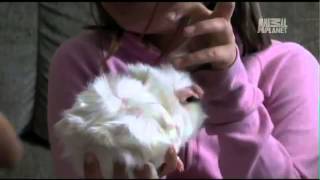 Pets 101 Guinea Pigs [upl. by Adamo681]