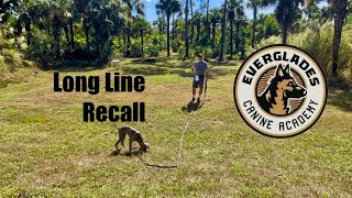 Practicing Long Line Recall  Weimaraner  Naples FL [upl. by Kcorb541]