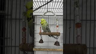 Majestic Green Budgie on Display A Stunning Perch Pose budgie budgerigarbird birds petbird [upl. by Airekat]