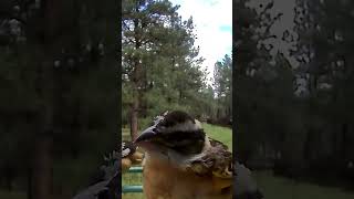 BlackHeaded Grosbeak male with baby Sound on birds nature birdspecies birdsounds [upl. by Atsirtal]