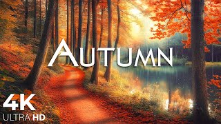 Enchanting Autumn Forests with Beautiful Piano Music🍁4K Autumn Ambience amp Fall Foliage 29 [upl. by Queridas]