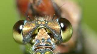 Insektenlexikonch  Das Lexikon für unterwegs Extrem Close up [upl. by Kunz]