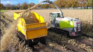 Maize harvest in extreme wet soil conditions  Claas Jaguar amp Prinoth Track Dumpers  GM Damsteegt [upl. by Helgeson384]