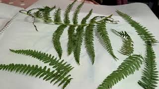 How to press and preserve Fern Leaves [upl. by Ariaic]