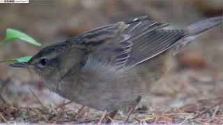 Pallass Grasshopper Warbler Locustella certhiola [upl. by Nebeur]