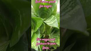 room m oxygen k liy plants indoorplants oxygenplants nature creativity quranrecitation [upl. by Atok]