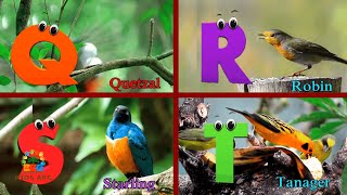 Birds phonics song for toddlers Phonics Song for kids Learn Alphabets with colorful birds [upl. by Neyut368]