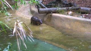 Taronga Visitors May Glimpse New Pygmy Hippo Calf [upl. by Hyams]