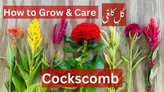 How to grow amp care cockscomb plant celosia  Brilliant House Plant [upl. by Merell]