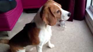 Boston Beagle barking and chasing the cats [upl. by Oitaroh]