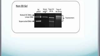 Topoisomerase II Drug Screening Kit Protocol in Theory and Practice [upl. by Noret]