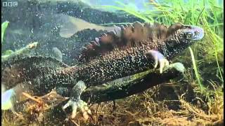 Great Crested Newts on Living Britain 1999 [upl. by Feucht]