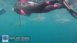 Swim with Sharks  Durban South Africa [upl. by Othello]