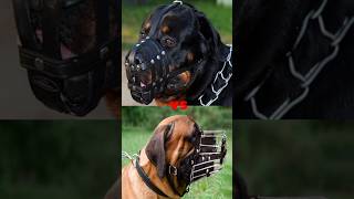 ROTTWEILER VS DOBERMANBELGIAN MALINOISGERMAN SHEPERDBULLMASTIFFTOP 5 GUARD DOG [upl. by Etselec483]