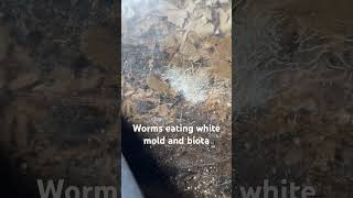 Worms eating white mold [upl. by Xer866]