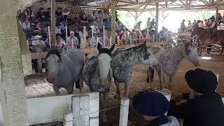 Remate de caballos en Ranchos Bs As Iseas SA cabaña las Lanzas de Omar Posse 12112024 [upl. by Zetrom]