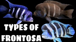 8 Different Types Of Frontosa Cichlid [upl. by Lashonda]