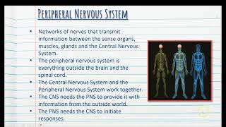 3 Peripheral Nervous System  Stage 1 Psychology [upl. by Bennink]