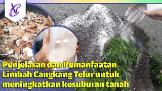 Mau Tau Penjelasan dan Manfaat Limbah Cangkang Telur  Tepung Cangkang Telur untuk kesuburan Tanah [upl. by Ranita]