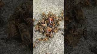 Disrupting a Hot Defensive Bee Ball Giant Hornet Revealed [upl. by Oruasi134]