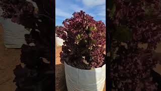 Ice burg Lettuce on open field in grow bags yputubeshorts exotic leafygreens mangalore karkala [upl. by Siward486]