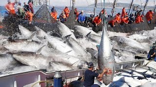 Amazing Big Catch on The Sea  Catching and Processing Hundreds Tons of Fish With Modern Big Boat [upl. by Daniella893]