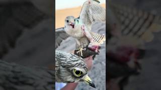 Trapped hubara bustard with peregrine peregrinefalcon falcon hunting viralvideo viralshorts [upl. by Enimsaj]