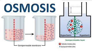 2nd secondary THE MECHANISM OF WATER ABSORPTION  part3 Osmosis amp Imbibition [upl. by Aicatan]