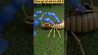 दीमक खुद को क्यों मार लेती हैं  Why Termites Exploide shorts ytshorts [upl. by Zilada]