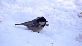 Московка  Periparus ater [upl. by Itisahc]