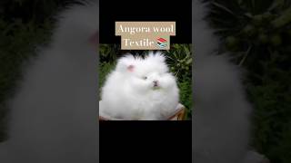 Angora wool textile tgt pgt lt home scienceshortsvideo ytshorts youtubeshorts [upl. by Aliber]