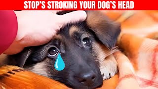 5 Reasons You Should Stop PETTING Your Dogs HEAD [upl. by Leuname]