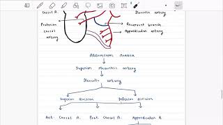 Vermiform appendix Part 2  Blood supply  Nerve supply l Lymphatic drainage [upl. by Downs]