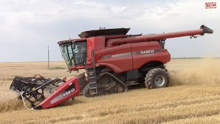 3000 Acre Wheat Field Harvested by CASE IH 9230 Combines [upl. by Ethelda]