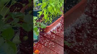 Raining Hailstones shorts rain hailstorm nature [upl. by Walkling352]