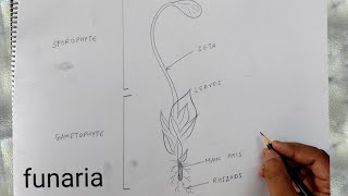 how to draw funaria diagram [upl. by Maleki717]