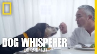 New Episodes  Dog Whisperer [upl. by Sheena]