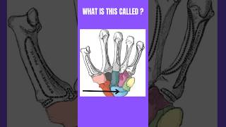 What is this called👈🤚youtube anatomy ytshorts medicaltest [upl. by Josi]