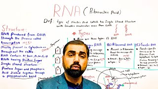 One shot RNA  ribonucleic acid  structure of RNA  types of RNA  class 11 in Urdu Hindi [upl. by Anaxor]