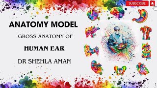 Model of Ear  Gross Anatomy  OSPE preparation  Dr Shehla Aman [upl. by Saw320]