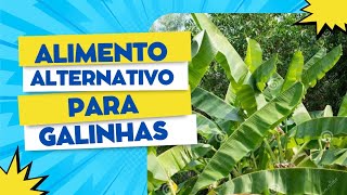 Alimento alternativo para galinhas poedeiras [upl. by Dido323]